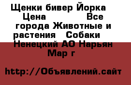 Щенки бивер Йорка  › Цена ­ 30 000 - Все города Животные и растения » Собаки   . Ненецкий АО,Нарьян-Мар г.